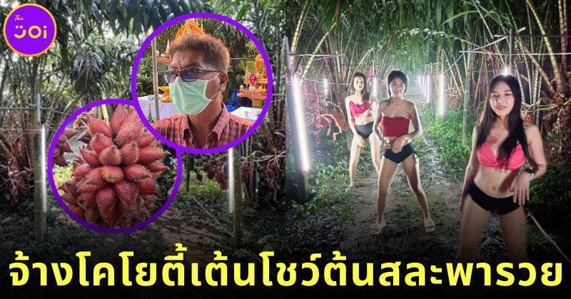 จ้างโคโยตี้เต้นโชว์ต้นสละ