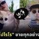 โปโรโร พ่อค้าเหมียวออนไลน์ ขายทุกอย่างเพื่อแม่ 2