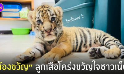 น้องขวัญ ลูกเสือโคร่ง