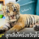 น้องขวัญ ลูกเสือโคร่ง