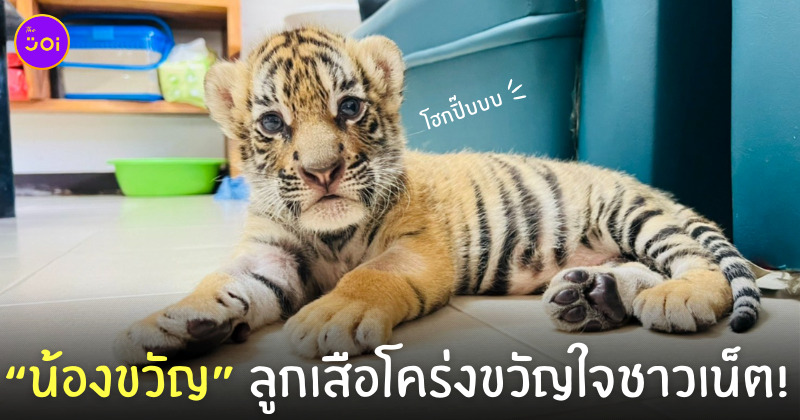 น้องขวัญ ลูกเสือโคร่ง