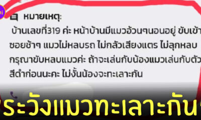 ทาสแมว