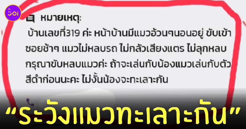 ทาสแมว