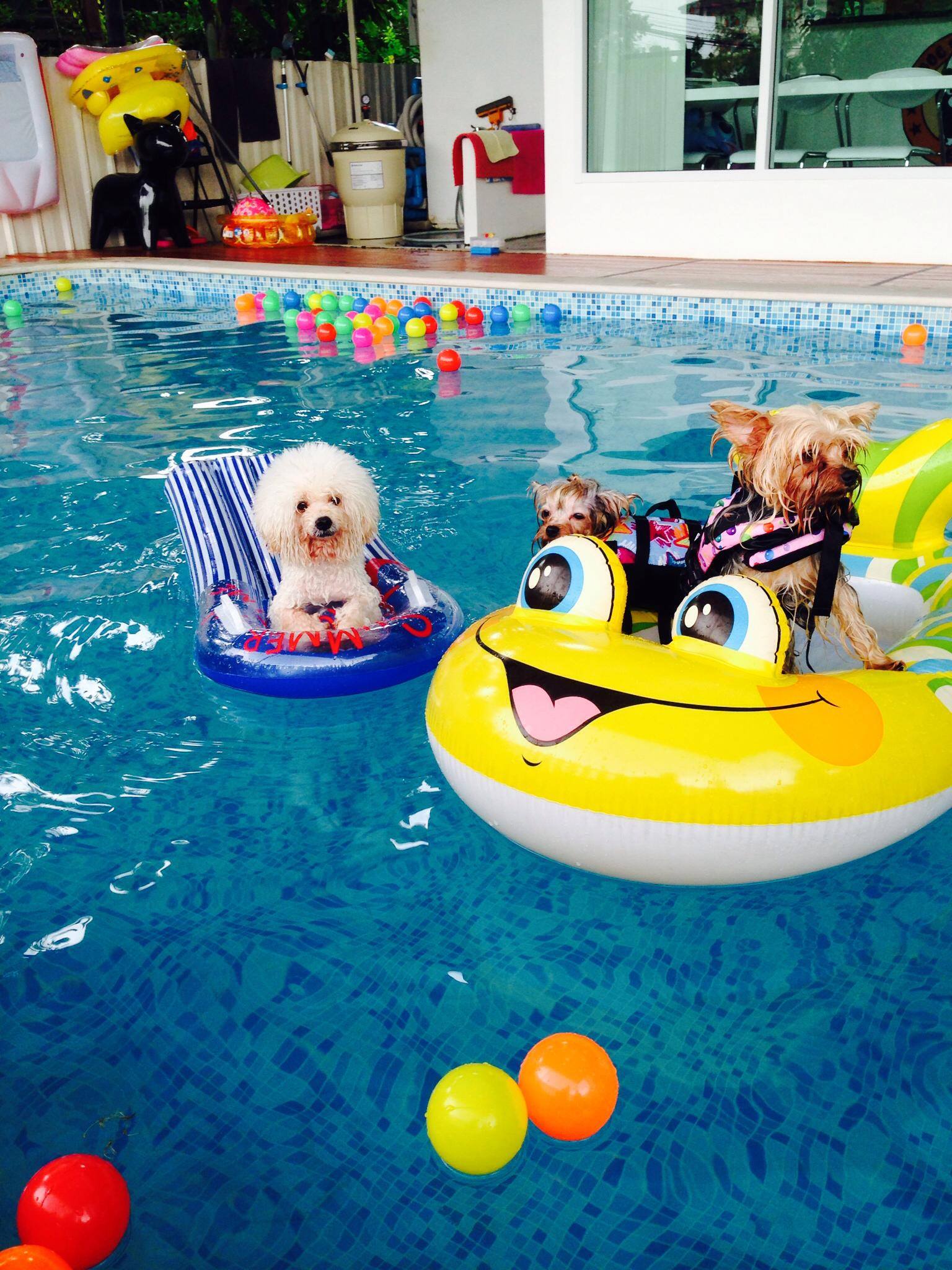 Dog Society 2