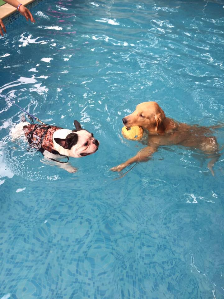 Dog Society