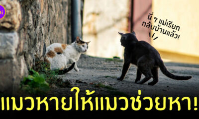 วิธีตามหาแมวหาย