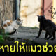 วิธีตามหาแมวหาย