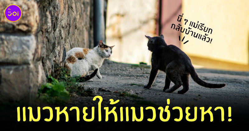 วิธีตามหาแมวหาย
