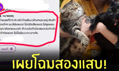 แมวทะเลาะกัน