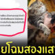 แมวทะเลาะกัน