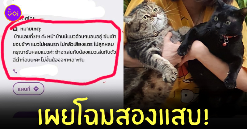 แมวทะเลาะกัน