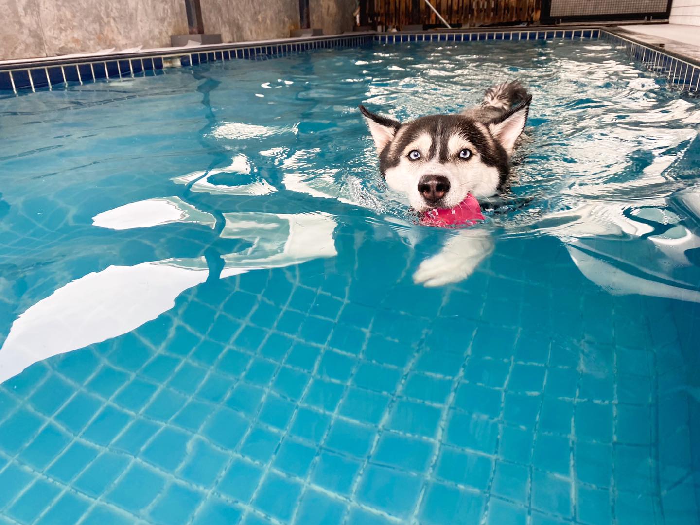 Happy Pup