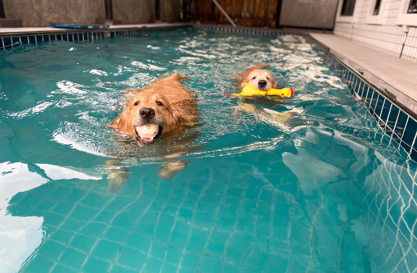 Happy Pup