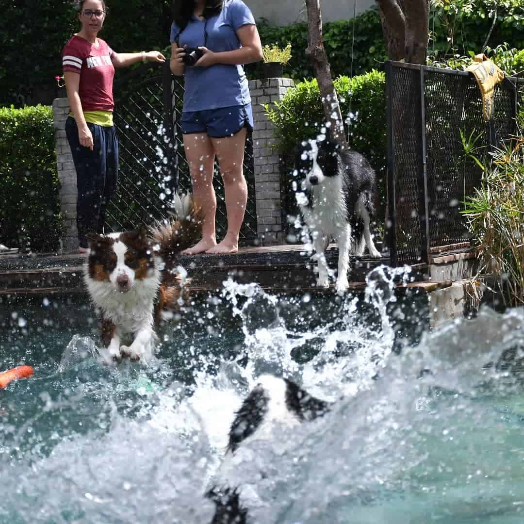 Happy Pup 6
