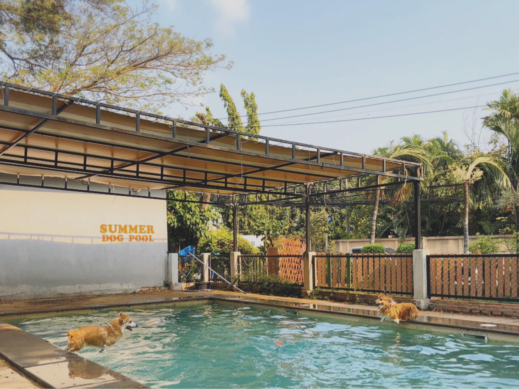 Summer Dog Pool