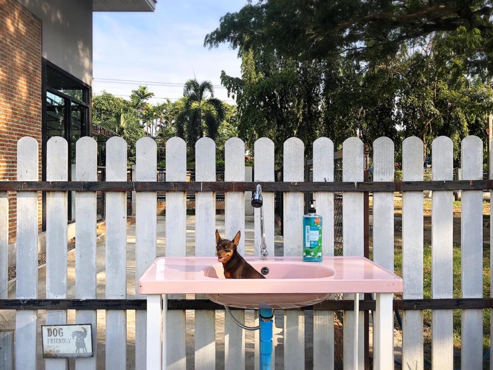 Summer Dog Pool