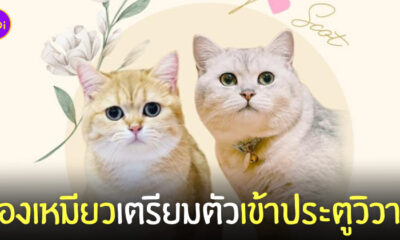 งานแต่งงานแมว