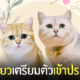 งานแต่งงานแมว
