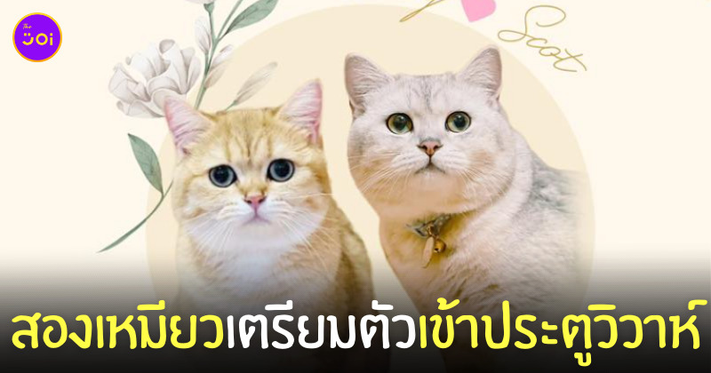 งานแต่งงานแมว