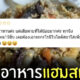 รีวิวอาหาร สัตว์เลี้ยง แฮมสเตอร์