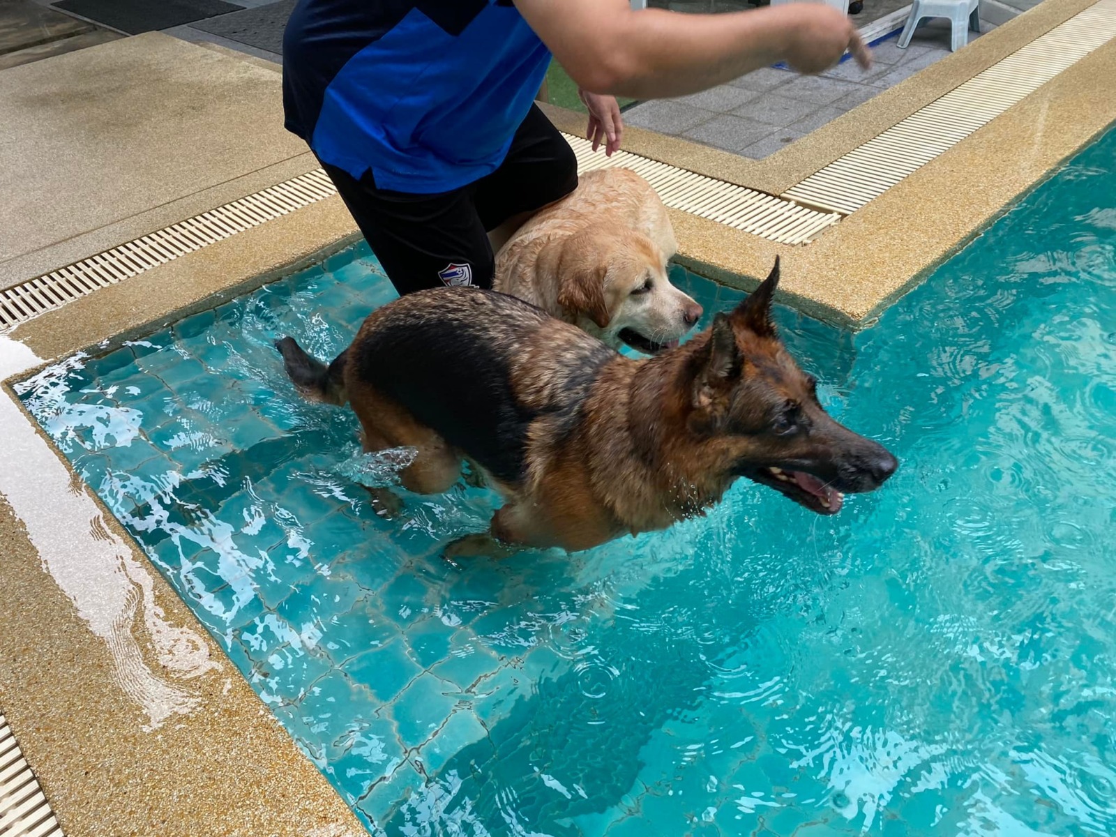 iTube dog swimming pool
