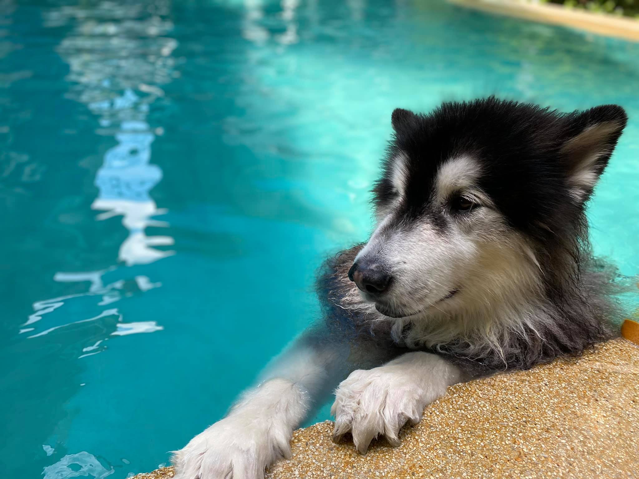 iTube dog swimming pool