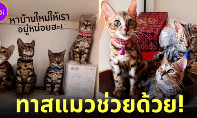ทาสแมวช่วยด้วย! เจ้าของป่วยหนักระยะสุดท้ายประกาศหาบ้านให้ แมวเบงกอล 17 ตัว