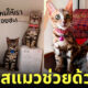 ทาสแมวช่วยด้วย! เจ้าของป่วยหนักระยะสุดท้ายประกาศหาบ้านให้ แมวเบงกอล 17 ตัว