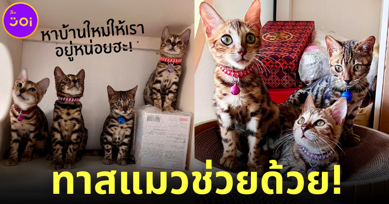 ทาสแมวช่วยด้วย! เจ้าของป่วยหนักระยะสุดท้ายประกาศหาบ้านให้ แมวเบงกอล 17 ตัว