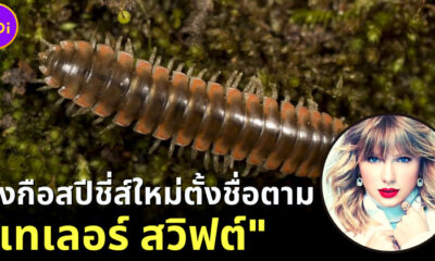 นักวิทยาศาสตร์ตั้งชื่อกิ้งกือสปีชี่ส์ใหม่ตามนักร้องสาว เทเลอร์ สวิฟต์