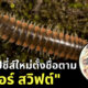 นักวิทยาศาสตร์ตั้งชื่อกิ้งกือสปีชี่ส์ใหม่ตามนักร้องสาว เทเลอร์ สวิฟต์