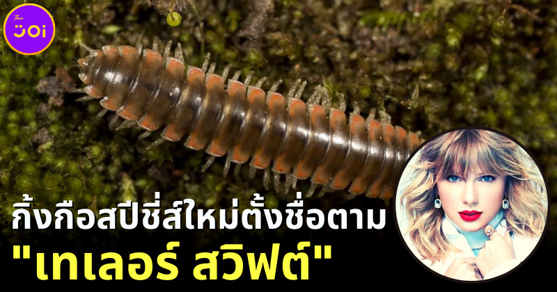 นักวิทยาศาสตร์ตั้งชื่อกิ้งกือสปีชี่ส์ใหม่ตามนักร้องสาว เทเลอร์ สวิฟต์