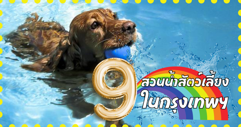 เผย 9 สวนน้ำสัตว์เลี้ยงในกรุงเทพฯ ที่คนรักสัตว์เลี้ยงต้องพาน้องสุดเลิฟไปดับร้อน