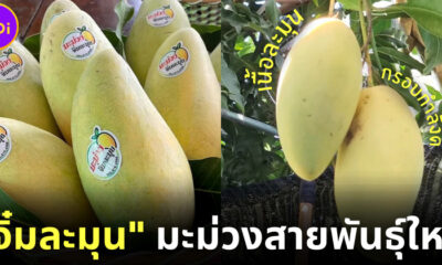 แค่ชื่อก็สะดุ้ง มะม่วงจิ๋มละมุน มะม่วงสายพันธุ์ใหม่ของไทย อยากกินต้องจอง