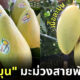 แค่ชื่อก็สะดุ้ง มะม่วงจิ๋มละมุน มะม่วงสายพันธุ์ใหม่ของไทย อยากกินต้องจอง