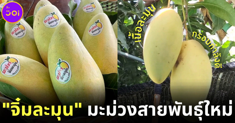 แค่ชื่อก็สะดุ้ง มะม่วงจิ๋มละมุน มะม่วงสายพันธุ์ใหม่ของไทย อยากกินต้องจอง