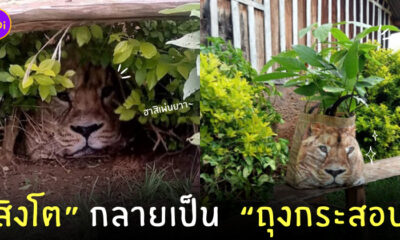 สิงโตในพุ่มไม้ เคนย่า
