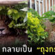 สิงโตในพุ่มไม้ เคนย่า