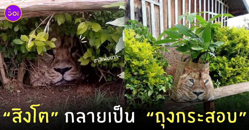 สิงโตในพุ่มไม้ เคนย่า