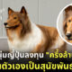 คนกลายเป็นหมา