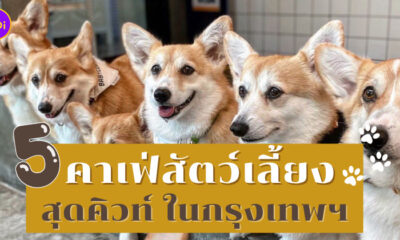 คาเฟ่สัตว์เลี้ยงในกรุงเทพ