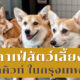 คาเฟ่สัตว์เลี้ยงในกรุงเทพ