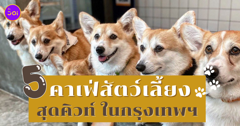 คาเฟ่สัตว์เลี้ยงในกรุงเทพ