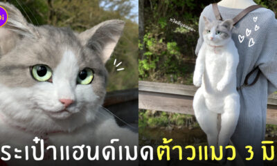 กระเป๋าแมว