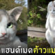 กระเป๋าแมว
