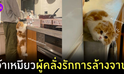 แมวญี่ปุ่น