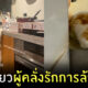 แมวญี่ปุ่น