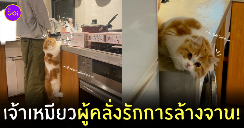 แมวญี่ปุ่น