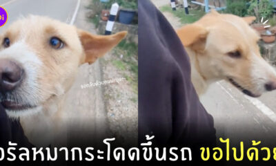 หมากระโดดขึ้นรถ