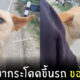 หมากระโดดขึ้นรถ
